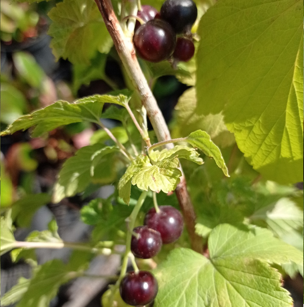 Смородина черная Челябинская С3 1шт