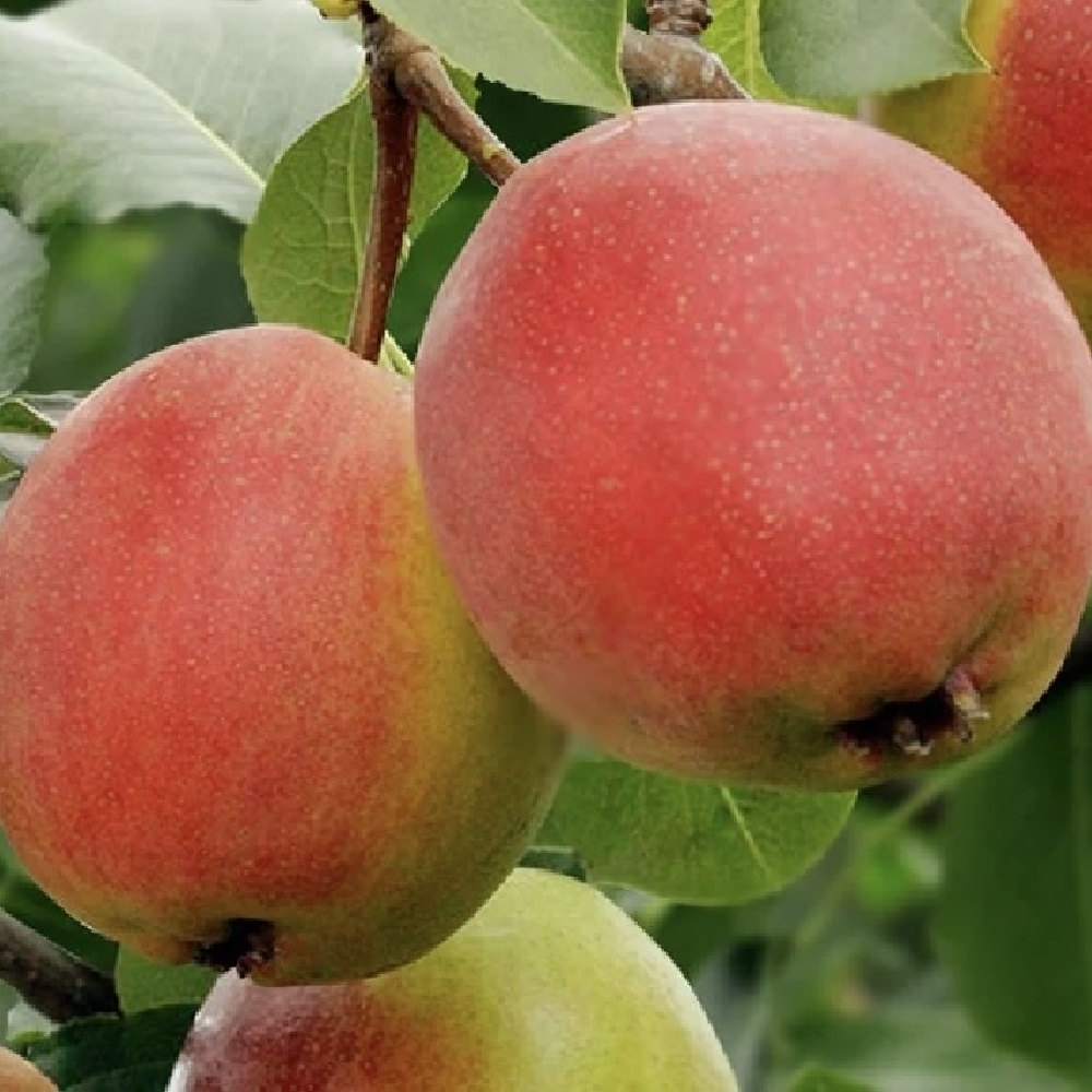 Груша Красуля С2 1шт