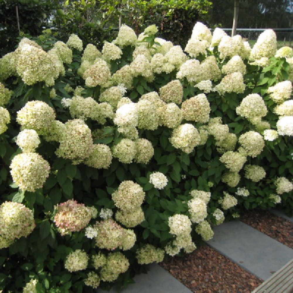 Гортензия метельчатая Фантом 1шт