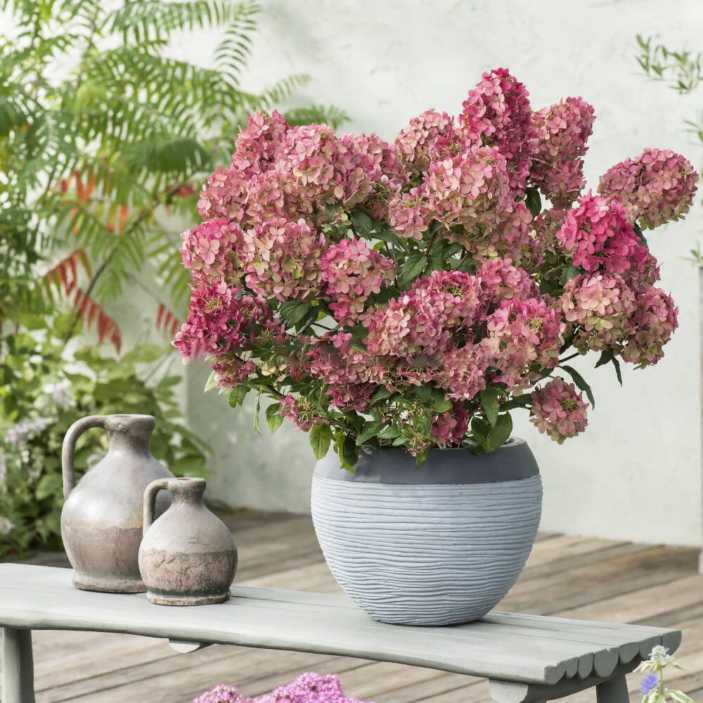 Гортензия метельчатая Петит Стар С16 1шт/Hydrangea paniculata PETITE STAR