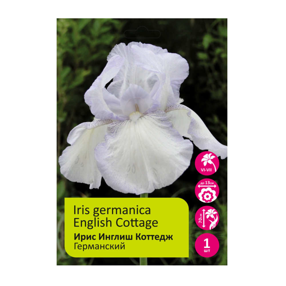 Ирис Инглиш Коттедж 1шт германский /Iris Germanica English Cottage