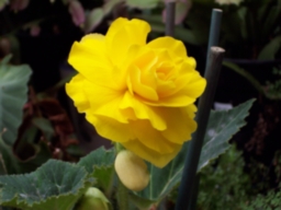 Бегония Дабл Йеллоу 4/5 2шт /Begonia Double Yellow 