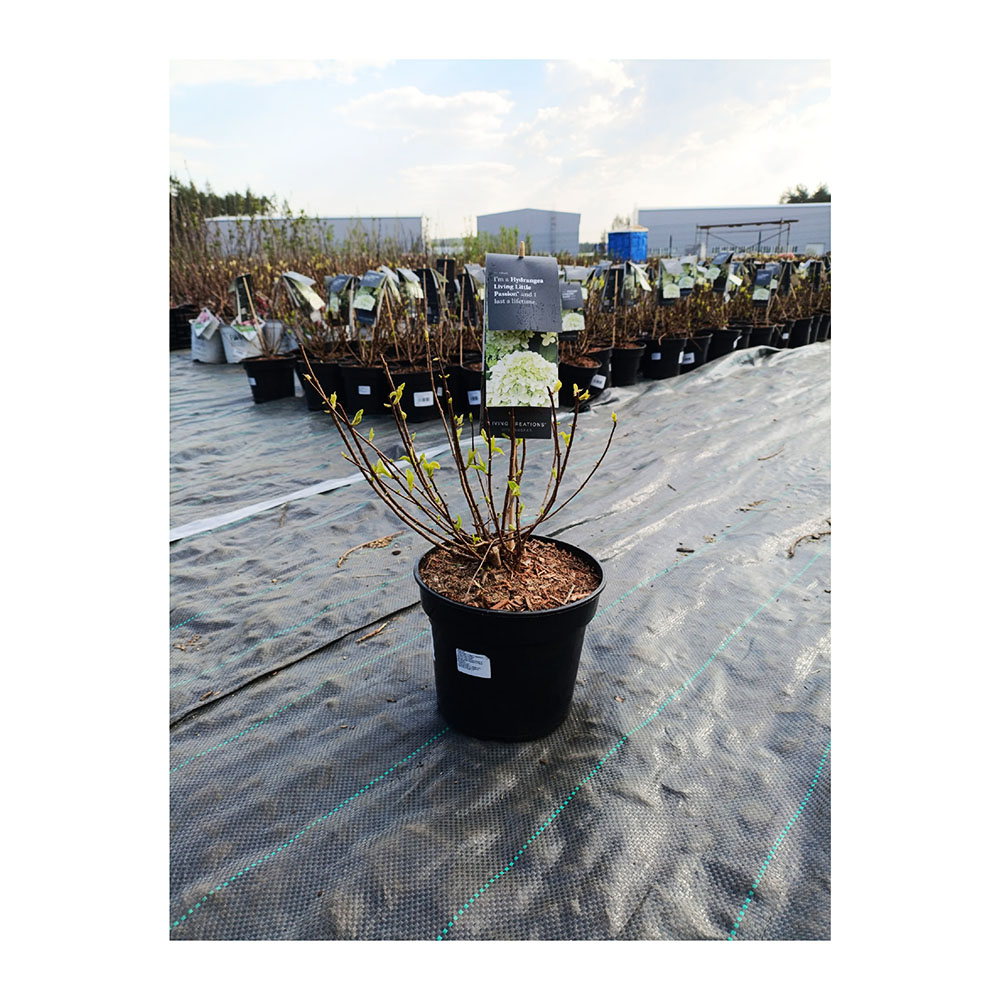 Гортензия метельчатая Ливин Литл Пэшин С3 1шт/ Hydrangea paniculata LIVING LITTLE PASSION