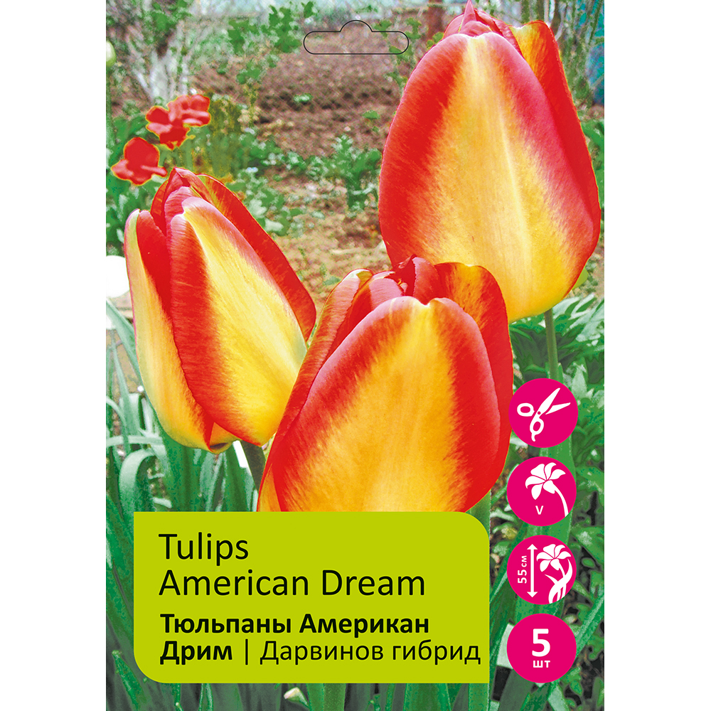 Тюльпаны Американ Дрим 5шт Дарвинов гибрид 11/12 /Tulip American Dream