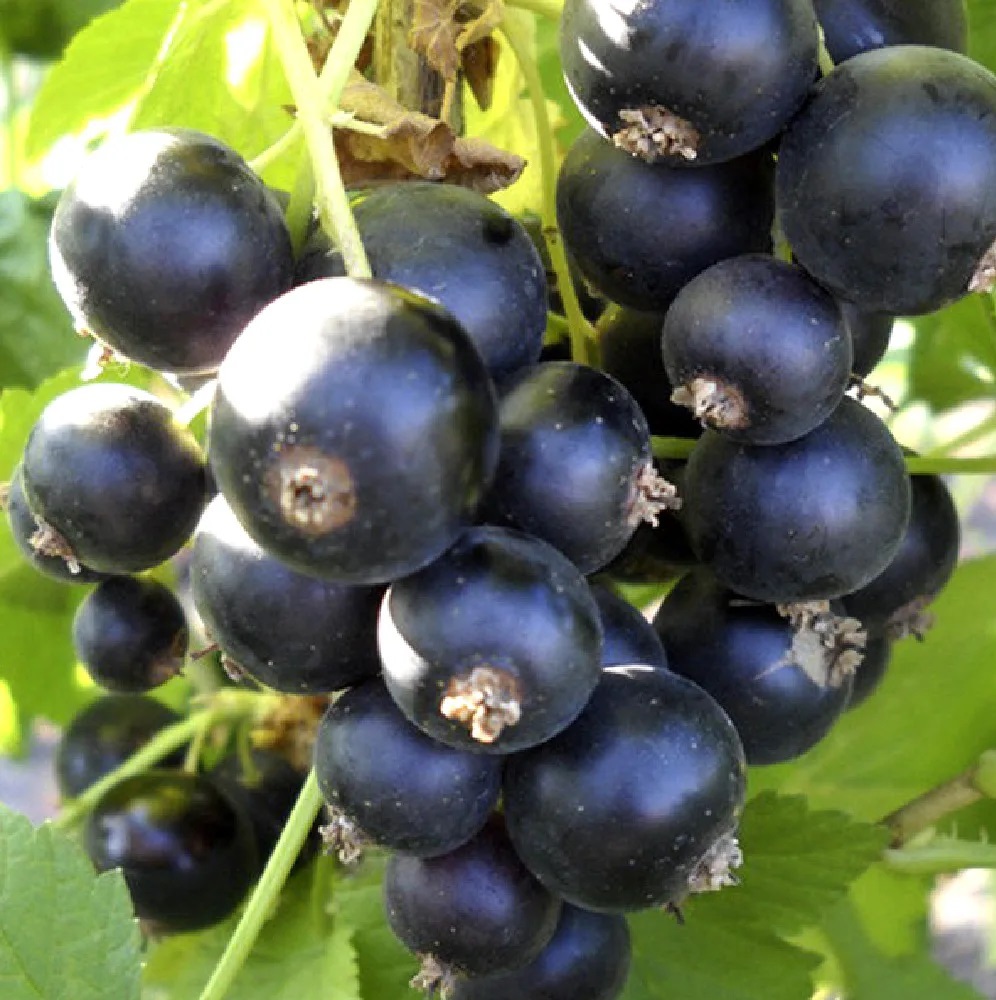 Смородина черная Пигмей в горшке 2л/1шт 