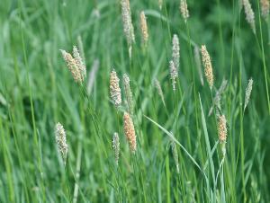 тимофеевка