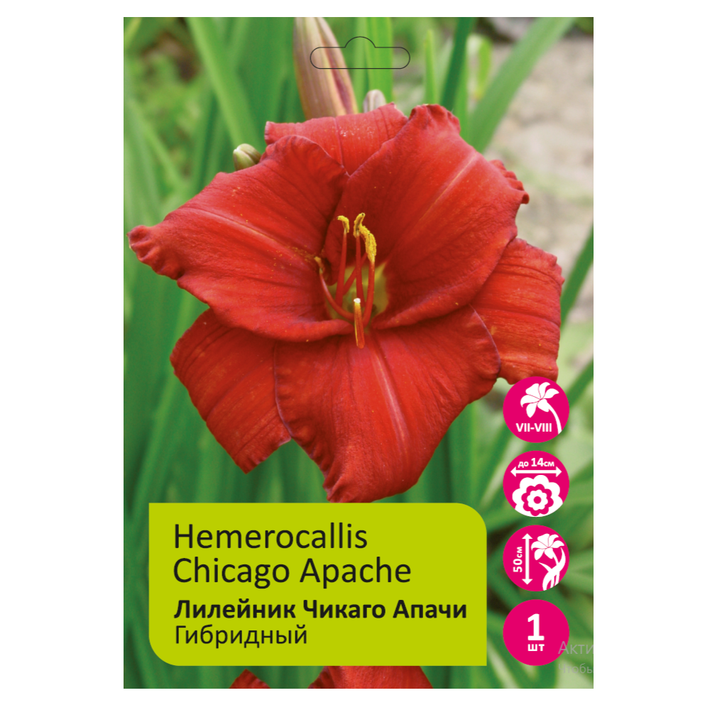 Лилейник Чикаго Апачи 1шт. /Hemerocallis Chicago Apache