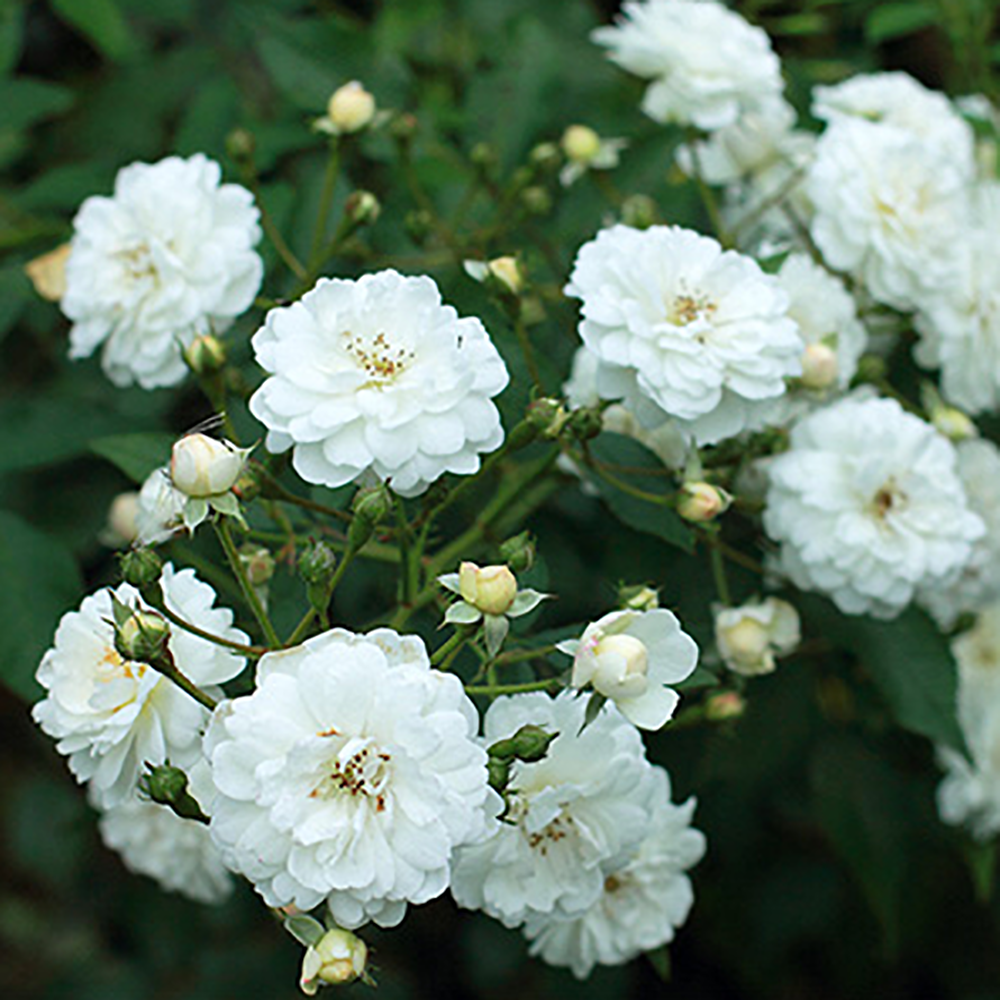 Роза Гирлянд д'Амур мускусная гибридная 1шт