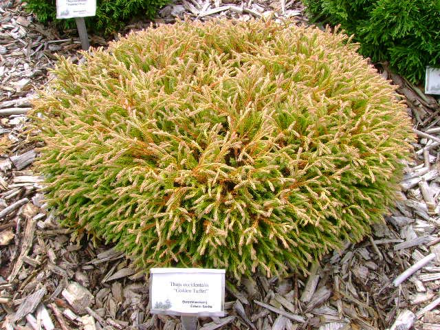 Туя западная Голден Таффет С3 (20-25) 1шт/Thuja occidentalis Golden Tuffet