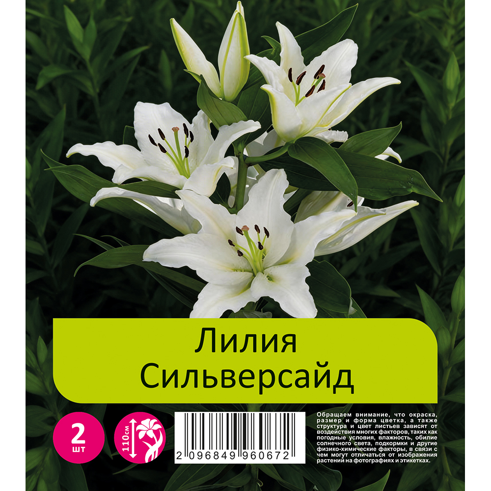 Лилия Сильверсайд 2шт 20/22 восточная /Lilium Silverside