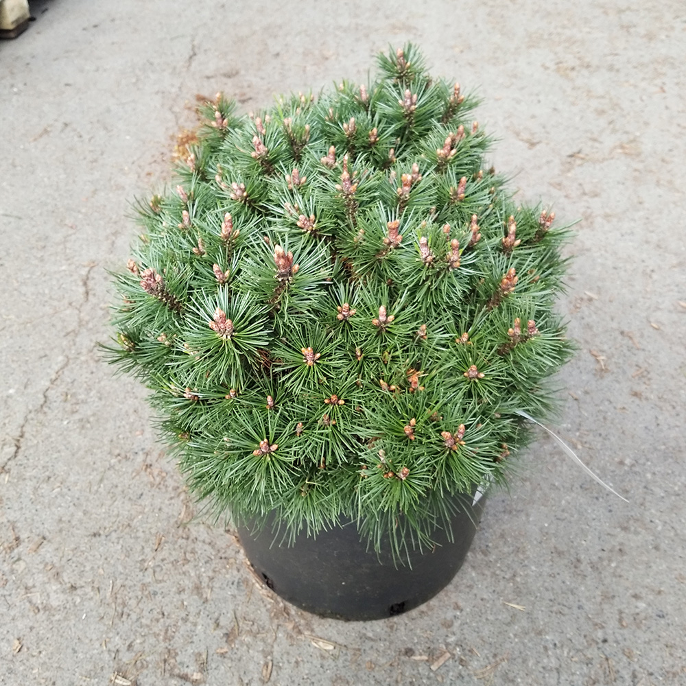 Сосна горная Клостергюн С15 (высота 40-50см) 1шт/Pinus mugo Klostergrun