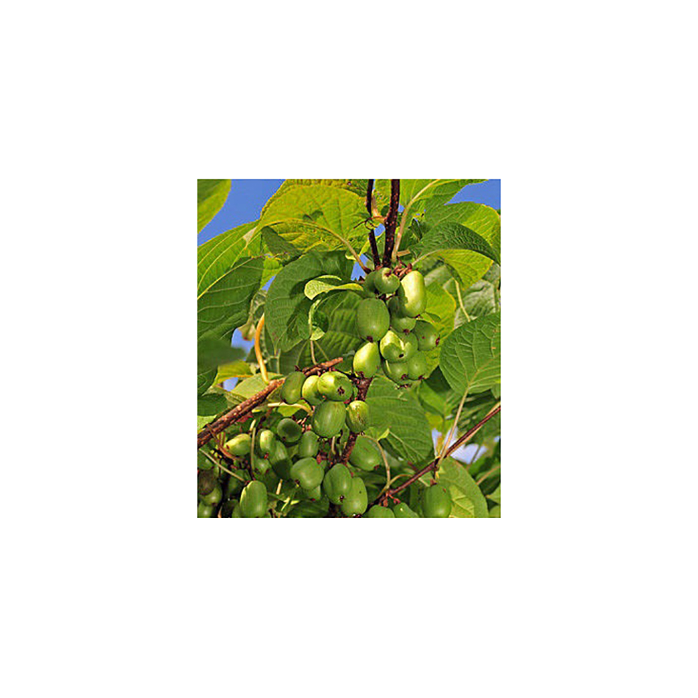 Актинидия коломикта Сентябрьская С2  1шт./Actinidia kolomikta Sentyabrskaya