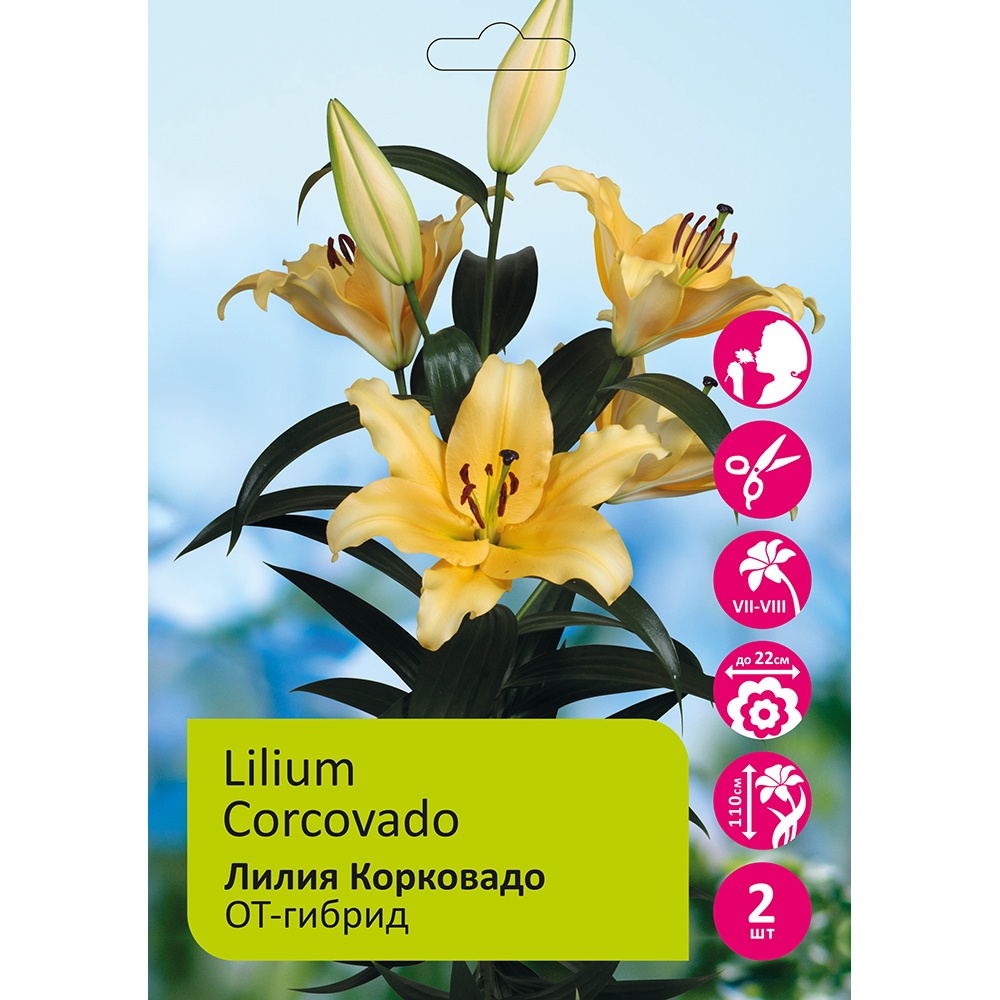Лилия Корковадо 2шт 18/20 ОТ-гибрид / Lilium Corcovado