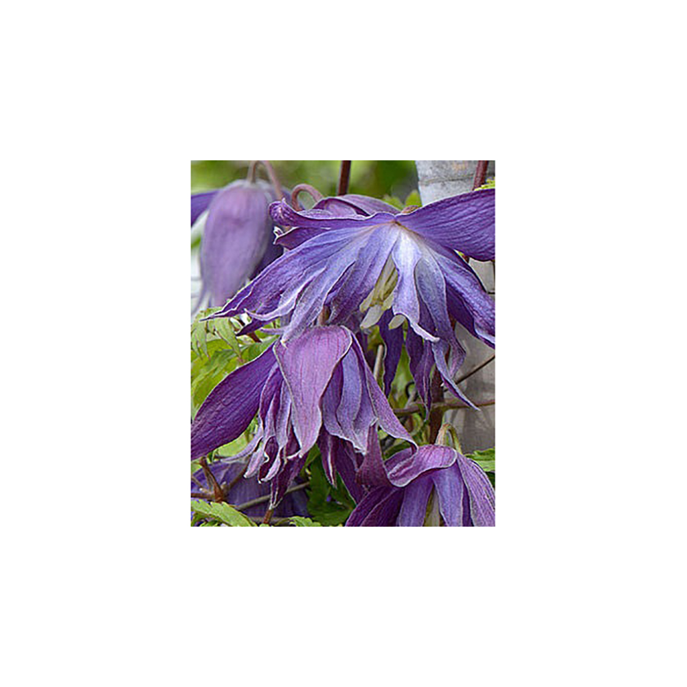 Клематис Блю Сюрпрайз гр. обр.1 P9 1шт /Clematis Blue Surprise