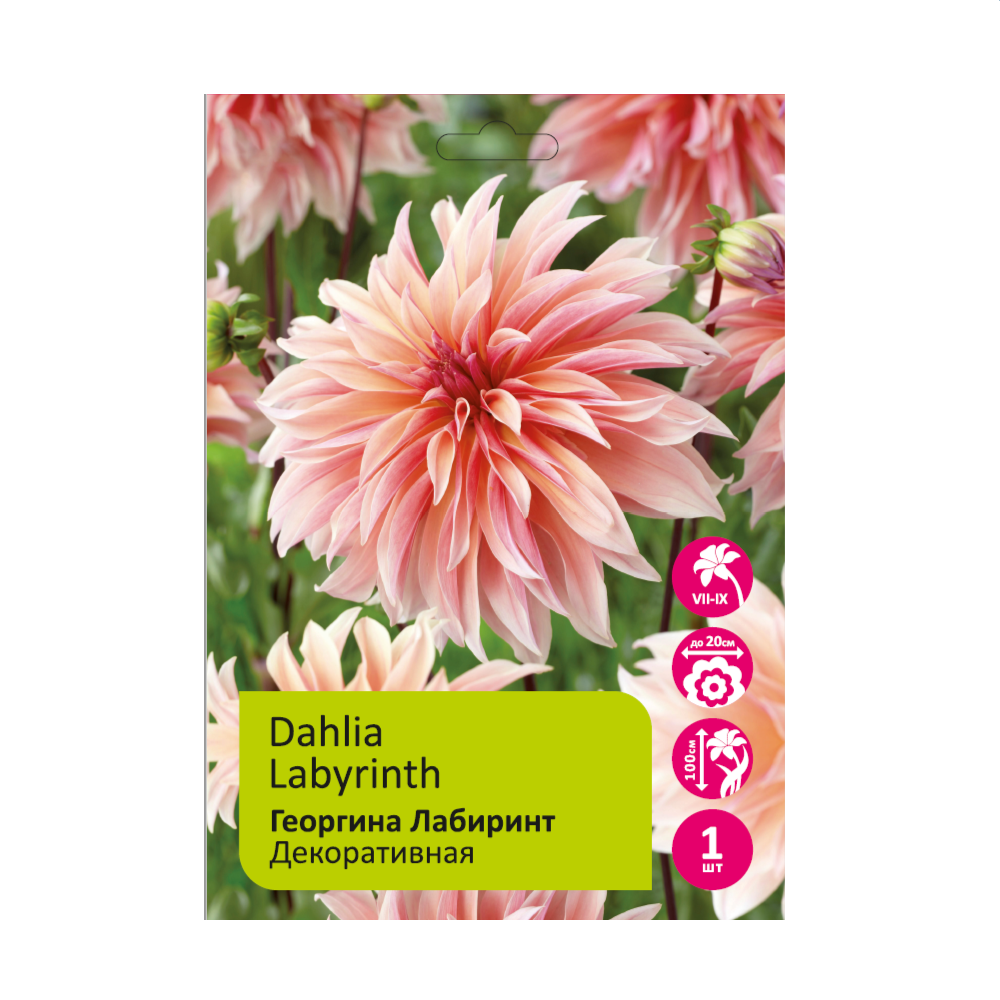 Георгина Лабиринт 1шт/Dahlia Labyrinth