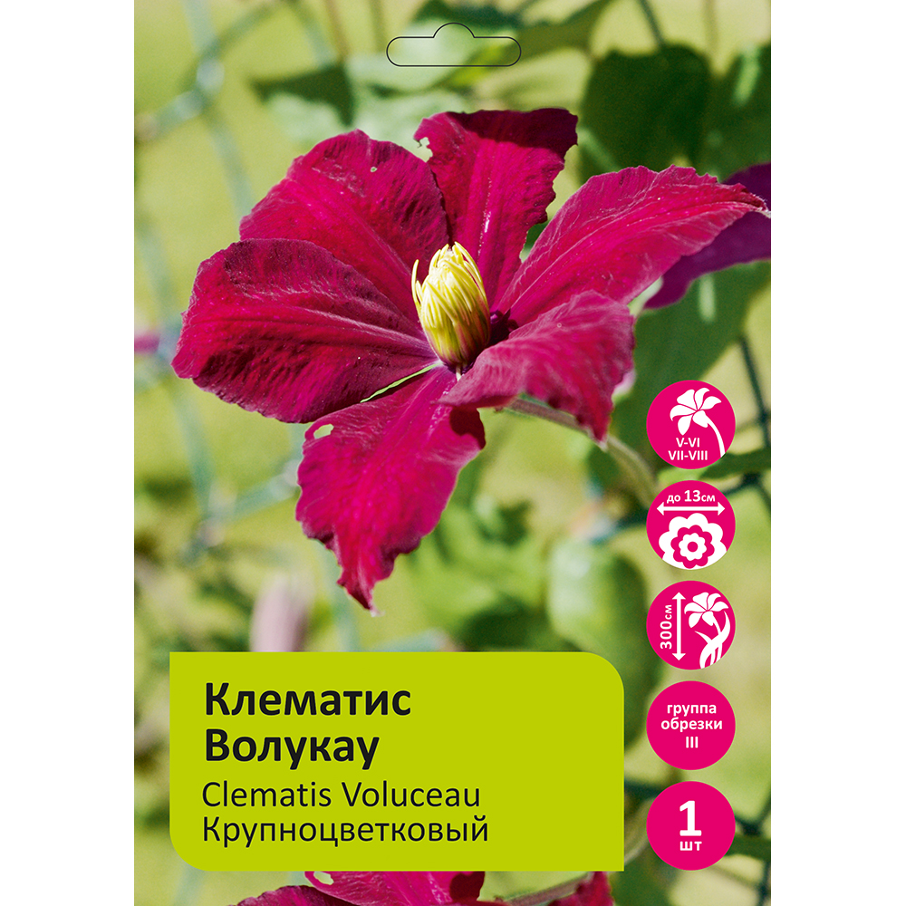 Клематис Волукау 1шт гр.обрезки 3/Clematis Voluceau