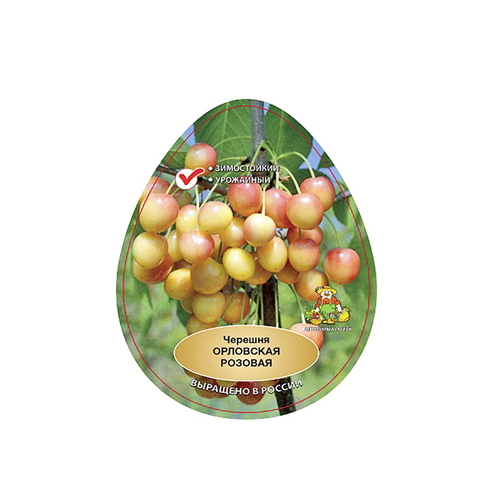 Черешня Орловская розовая 2-х лет (подвой клоновый, ВСЛ-2, в сетке) шт