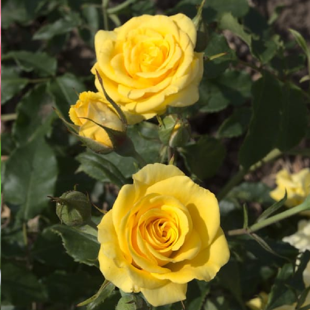 Роза Валенсия чайно-гибридная 1 шт/ Valencia  /20