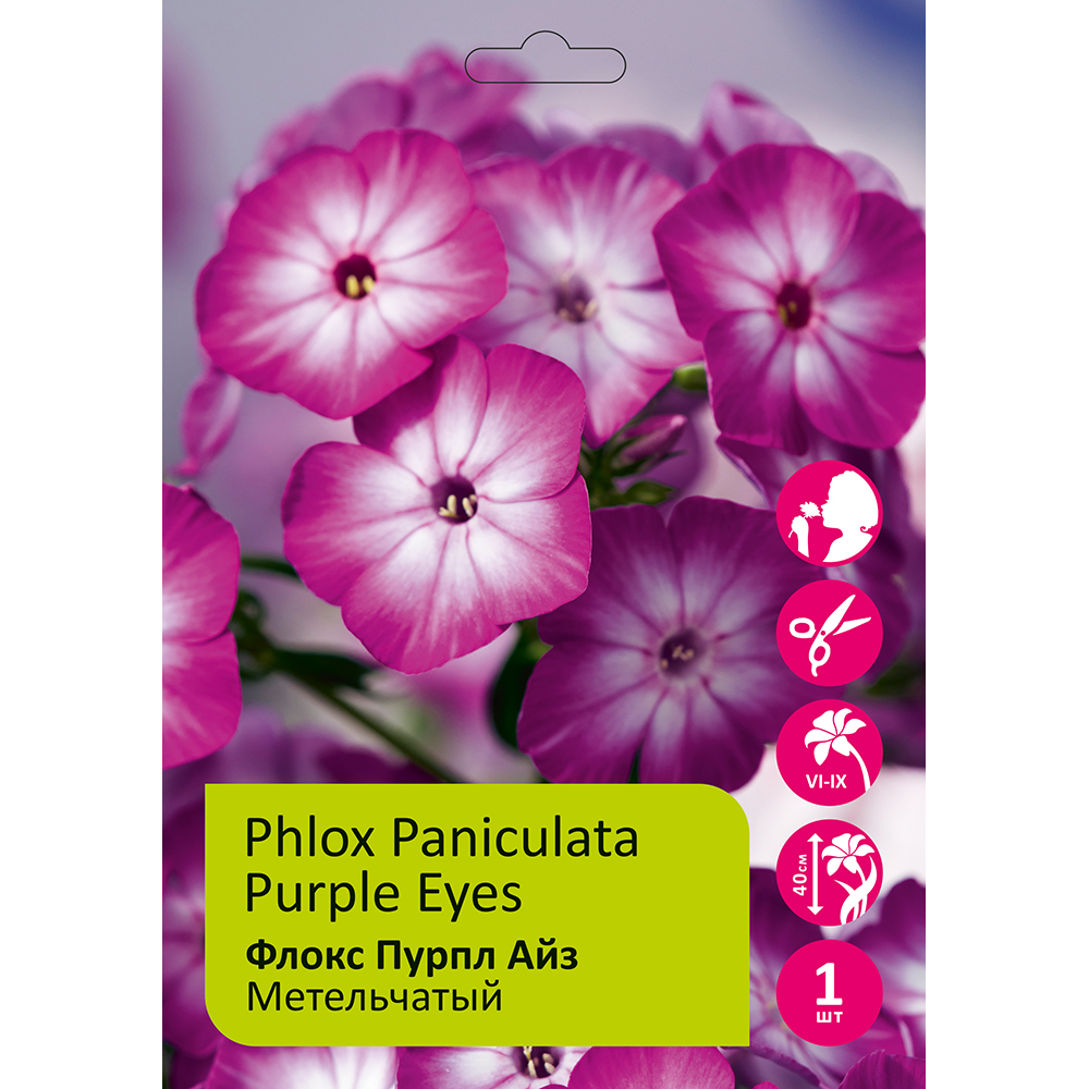 Флокс Пурпл Айз 1шт метельчатый/Phlox paniculata Purple Eyes