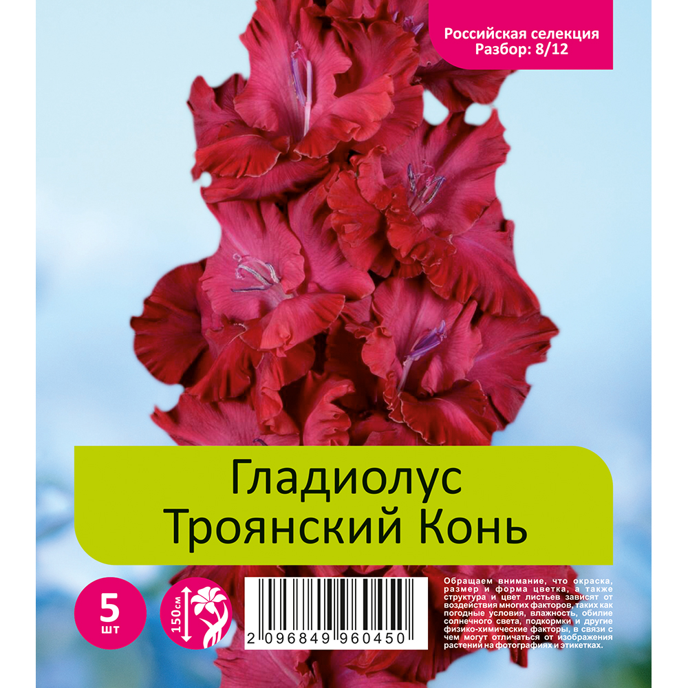 Гладиолус Троянский Конь 5шт