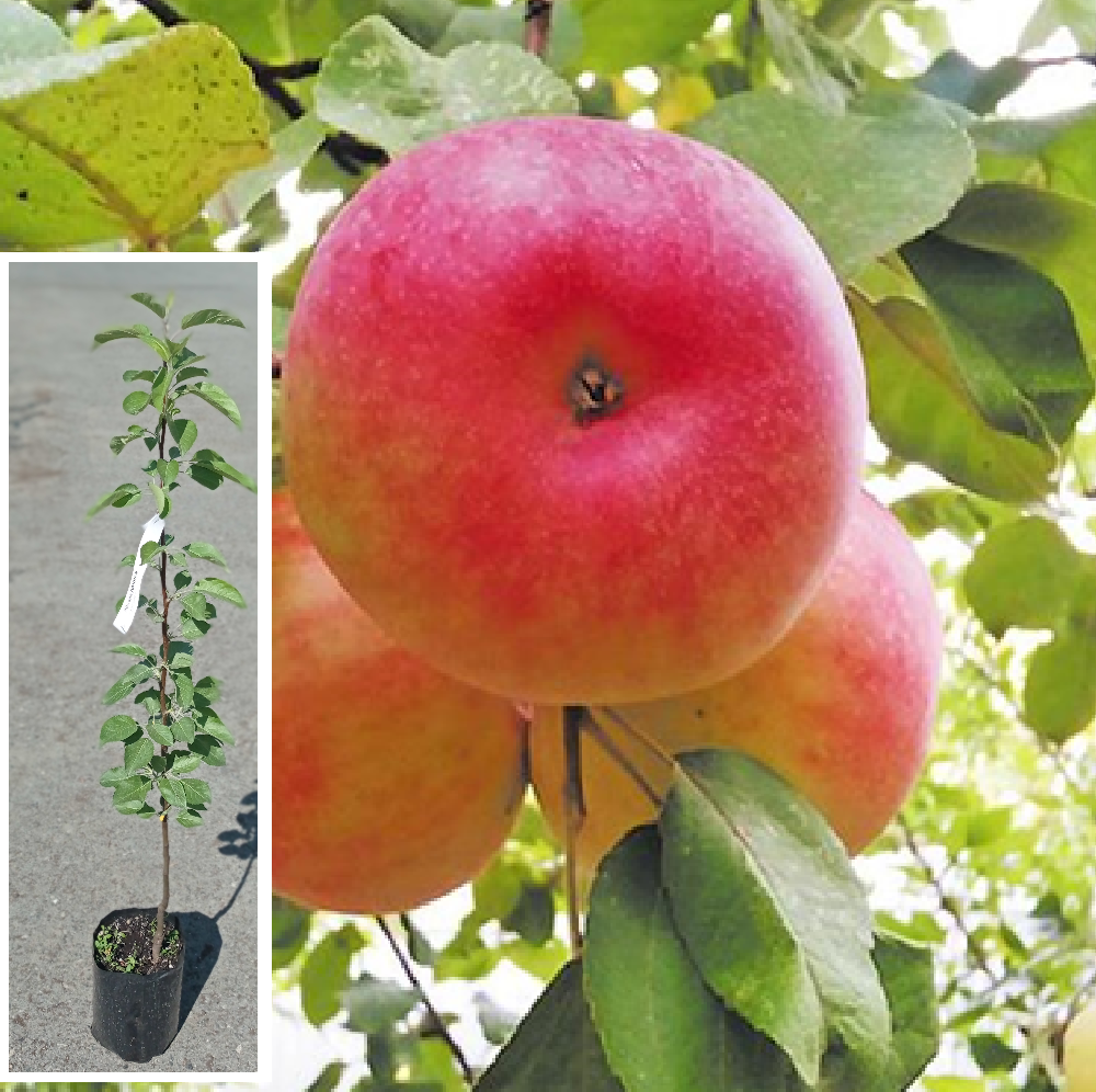 Яблоня Дачная (саженец 2х летний), в контейнере 3 л  