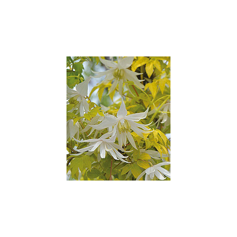 Клематис Люминиус Сноу гр.обр.1 P9 1шт /Clematis Luminous Snow