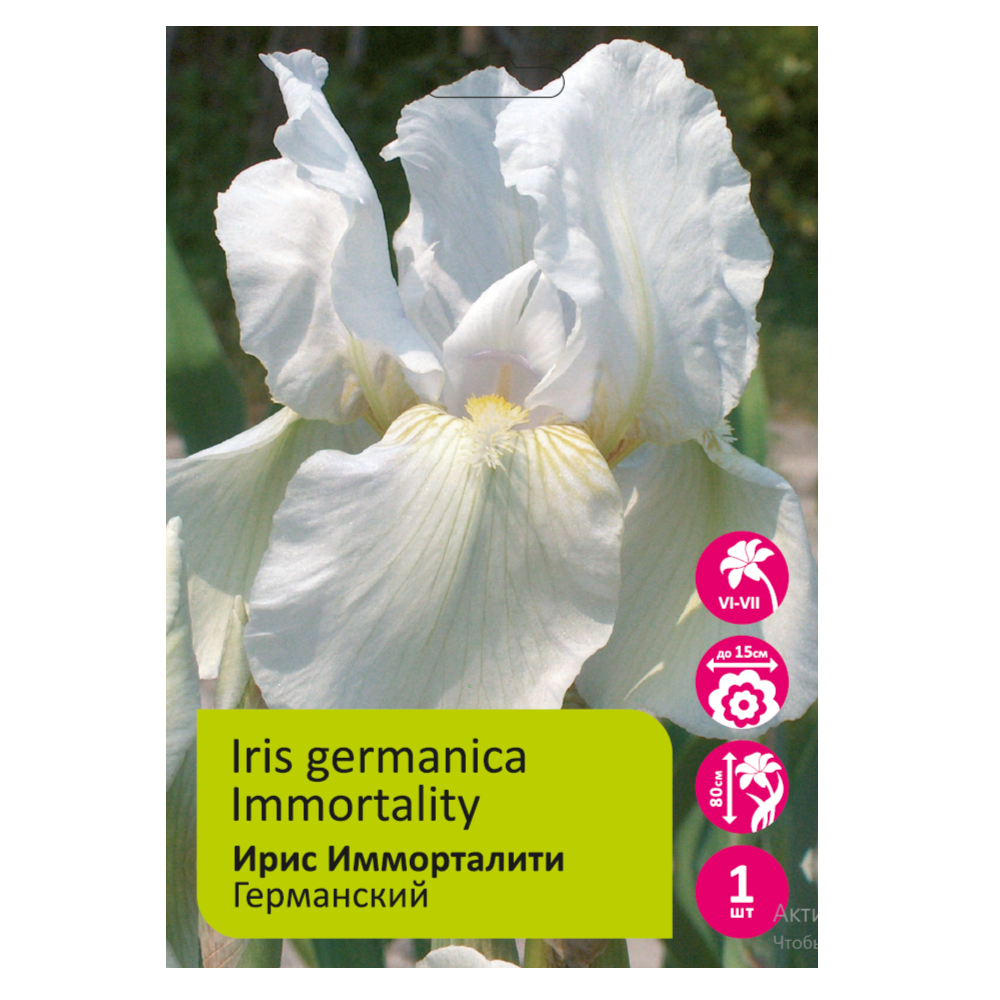 Ирис Имморталити 1шт германский /Iris Germanica Immortalety