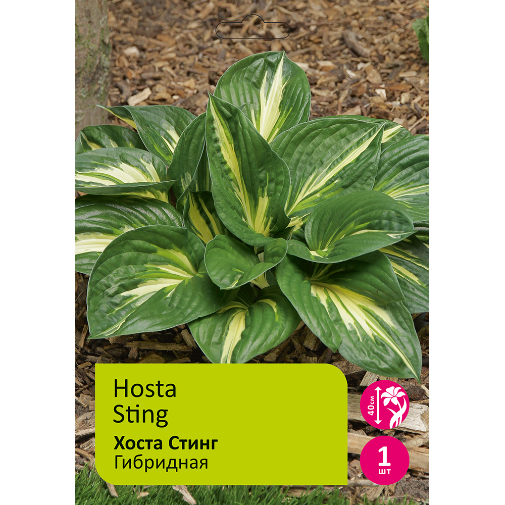 Хоста Стинг 1шт/Hosta Sting