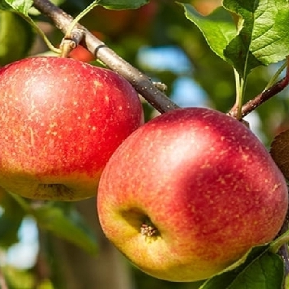 Яблоня Уралец С2 1шт