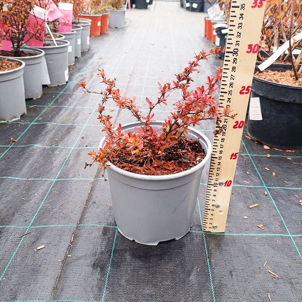 Барбарис Тунберга Оранж Альф С3 1 шт/Berberis thunbergii Orange Alf