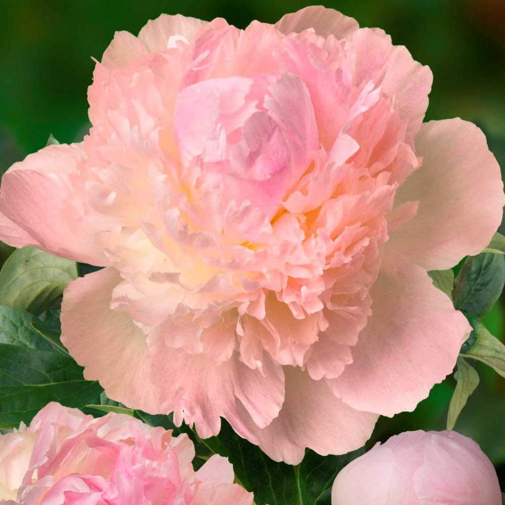 Пион молочноцветковый Шифон Парфе 1шт 2/3/ Chiffon Parfait(Xue fang dong gao/Сюэ Фан Дон Гао)