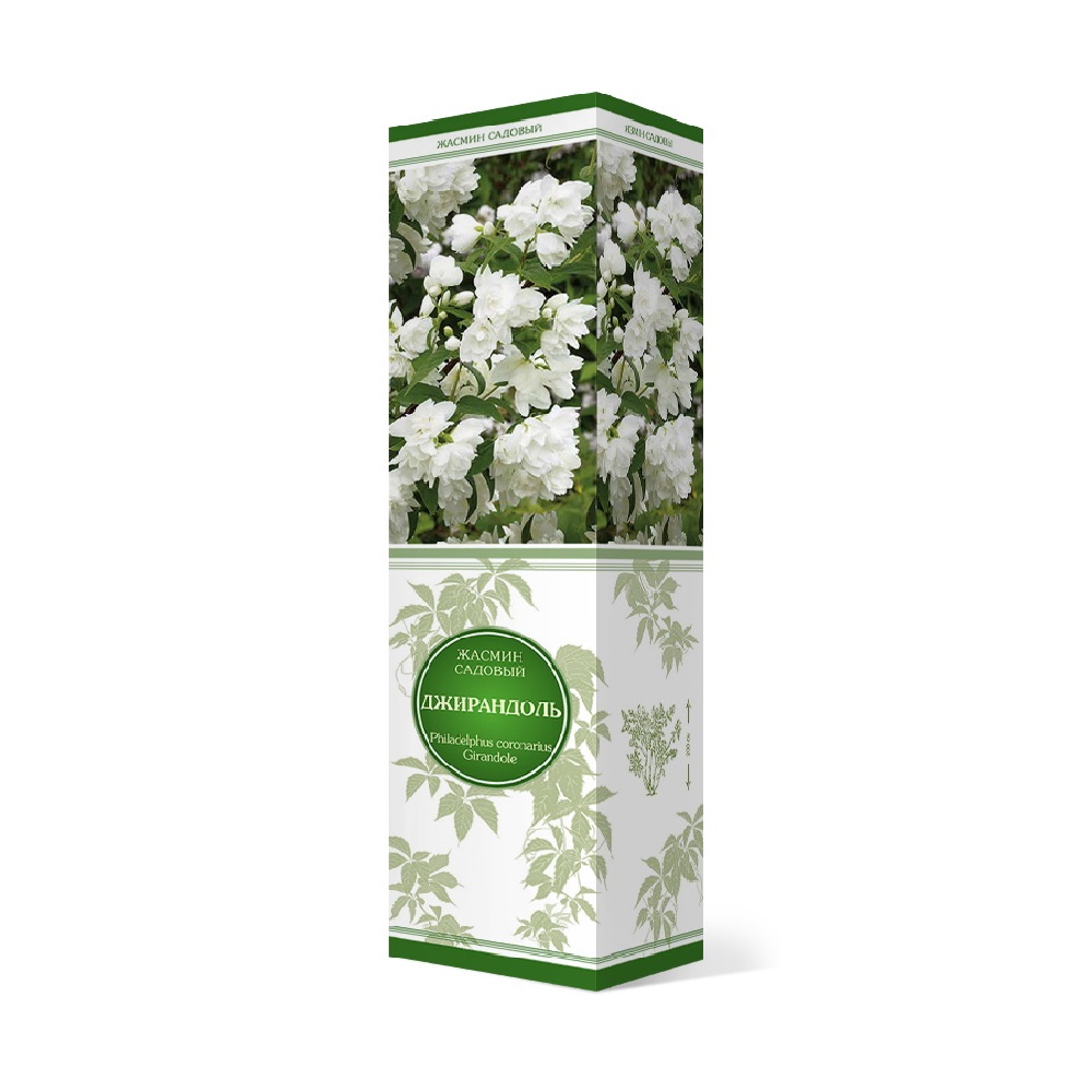 Жасмин/чубушник Джирандоль 1шт.