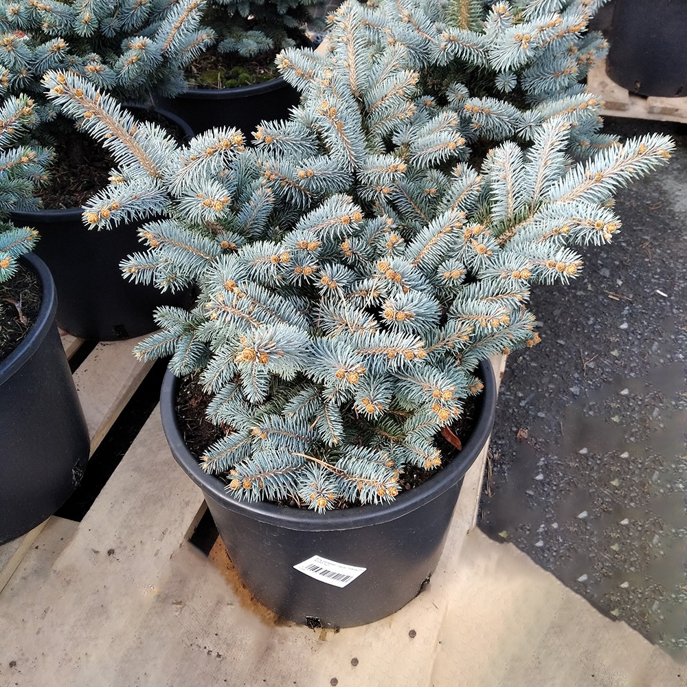 Ель колючая Глаука Глобоса в горшке 15л (высота 40-50см) 1шт/ Picea pungens Gauca Globosa