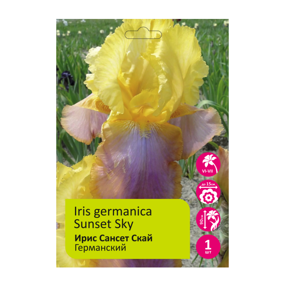 Ирис Сансет Скай 1шт германский /Iris Germanica Sunset Sky