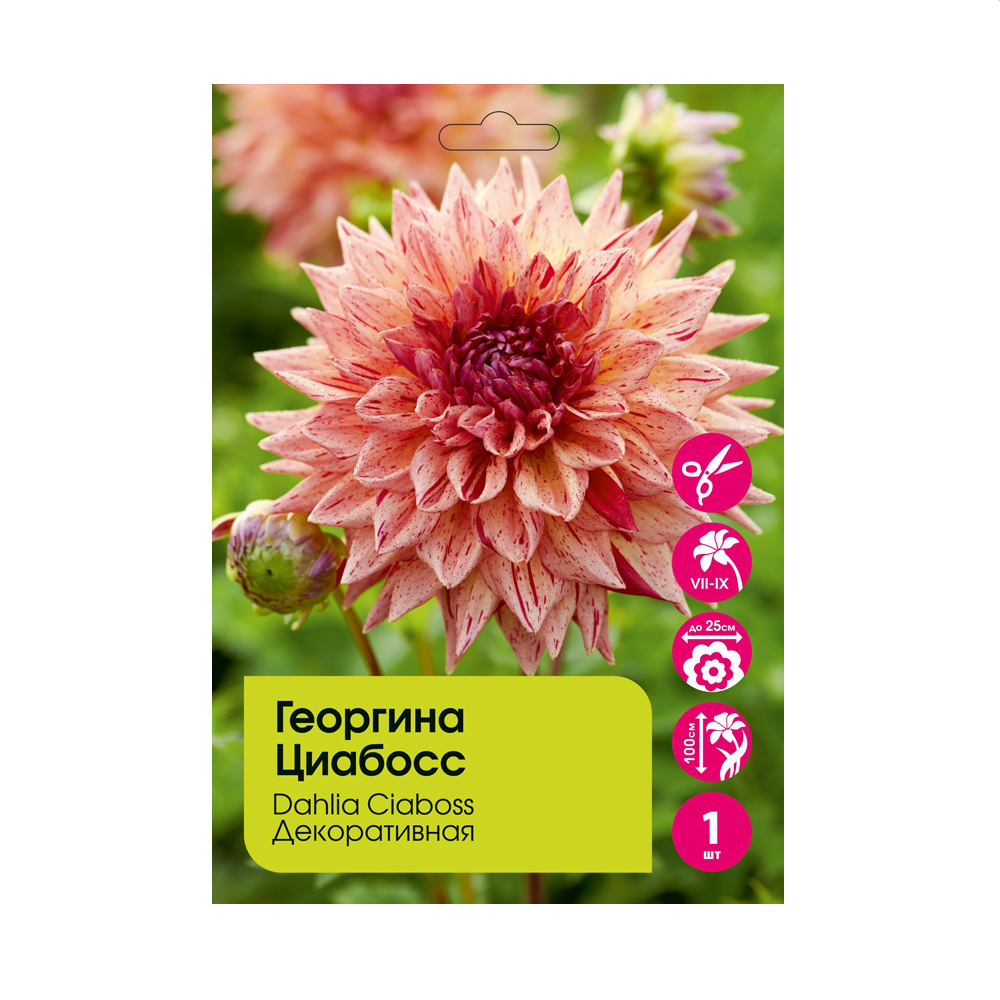 Георгина Циабосс  1шт/Dahlia Ciaboss