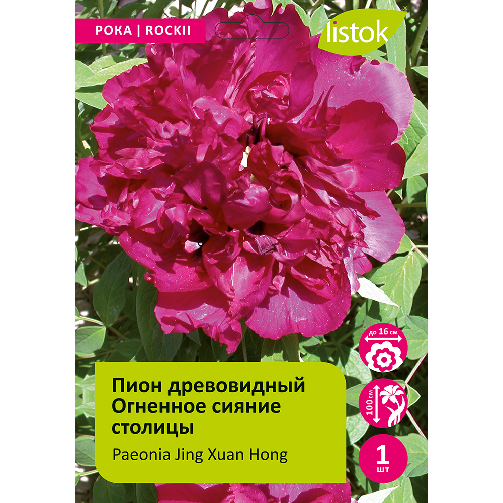 Пион древовидный Огненное сияние столицы 1шт/Paeonia Jing Xuan Hong (Цзин Сюань Хун)