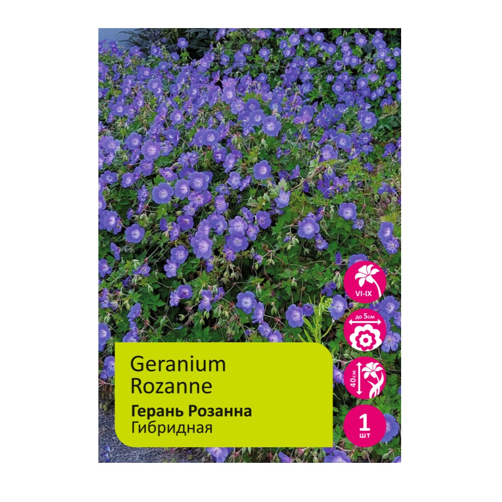 Герань Розанна 1шт/Geranium Rozanne