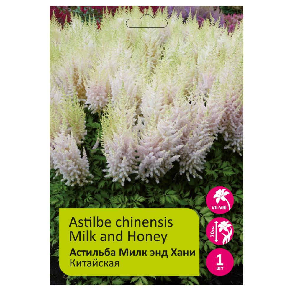 Астильба Милк энд Хани 1шт 2/3 /Astilbe Milk and Honey
