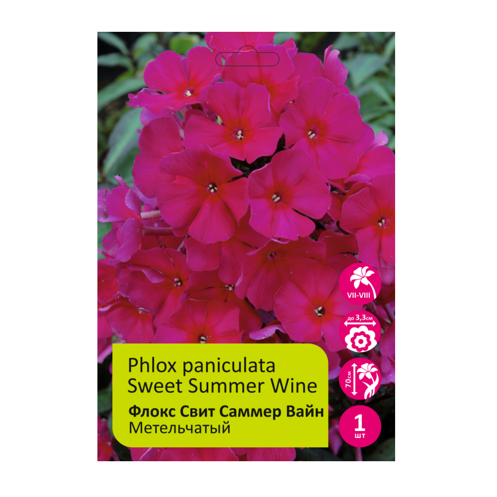 Флокс Свит Саммер Вайн 1шт /Phlox Sweet Summer Wine