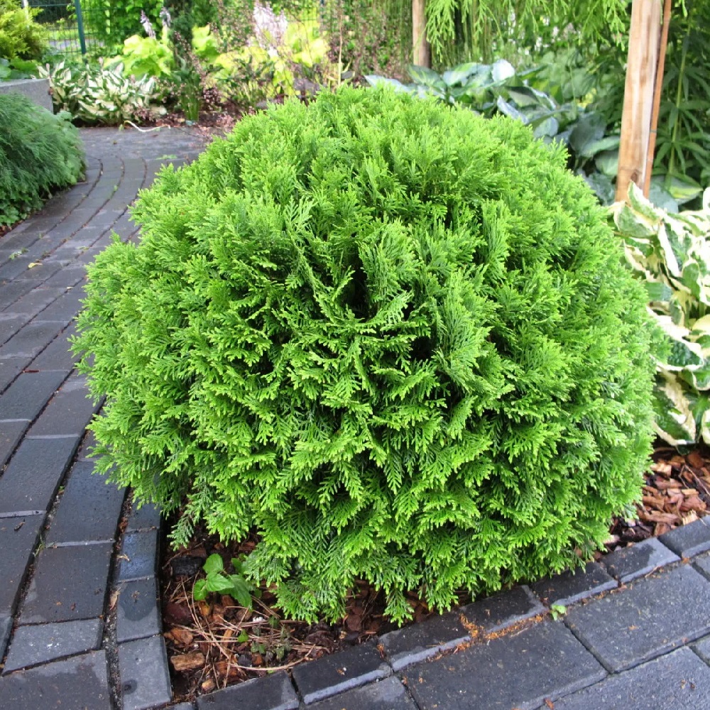 Туя западная Даника С5 1шт /Thuja occidentalis Danica