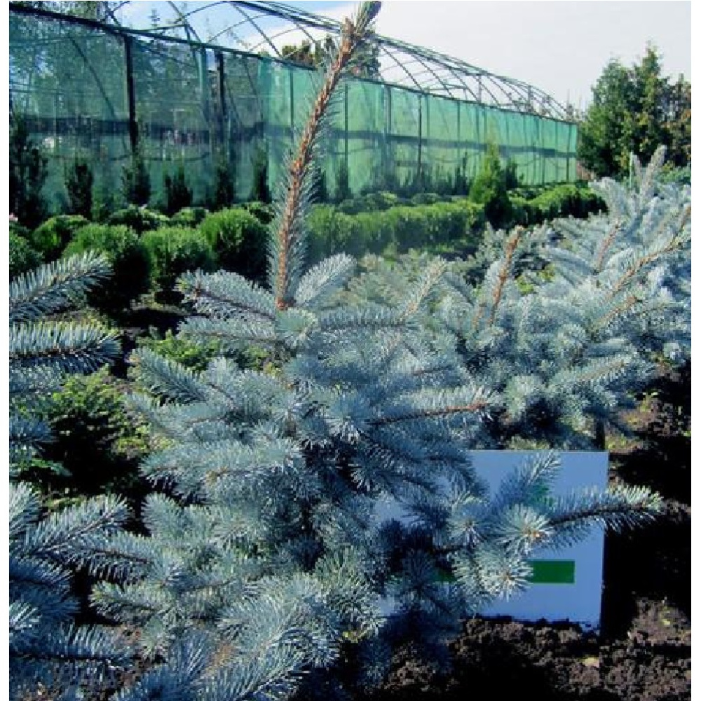 Ель колючая Хупси Н=140-160см ком40  1шт