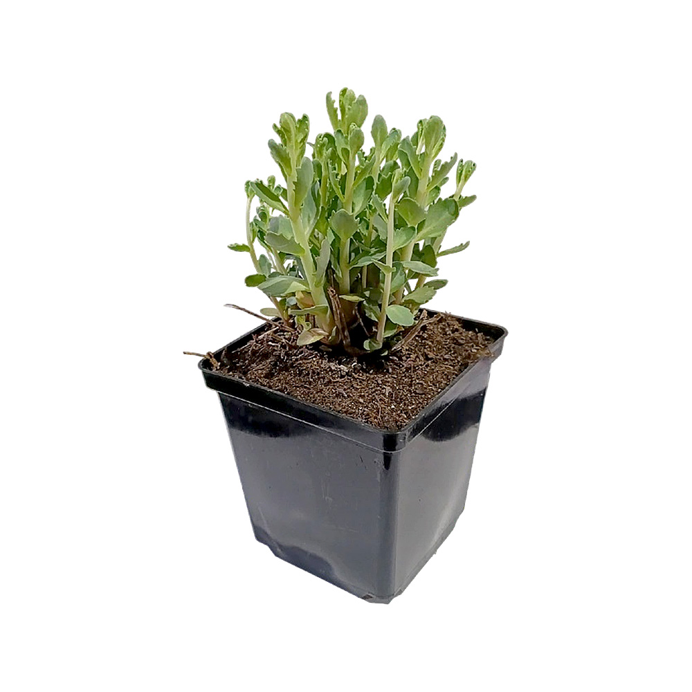 Седум/очиток гибридный Хербстфройде Р13 1шт/Sedum hybridum 'Herbstfreude