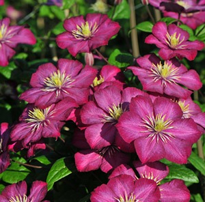 Клематис Виль Де Лион 1шт гр.обрезки 3 /Clematis Ville de Lyon