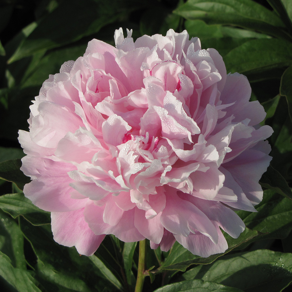 Пион молочноцветковый Весенний снег 1шт/Paeonia Fen Chi Jin Yu (Фэн Чши Цзынь Ю)