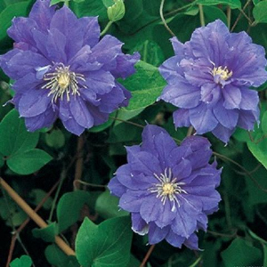 Клематис Бьюти оф Ворцестер 1шт гр,обрезки 2 / Clematis Beauty of Worcester 