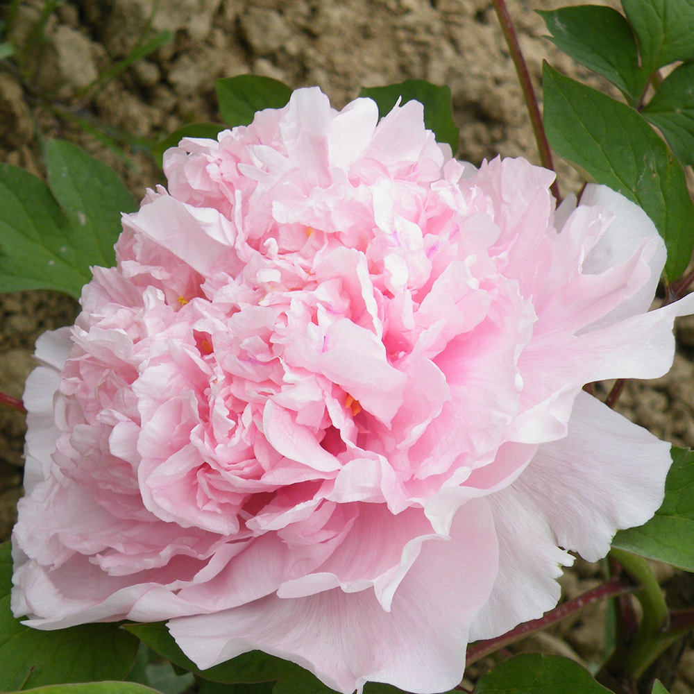 Пион древовидный Сердце из белого нефрита 1шт/Paeonia Jing Rong Bai Yu Xin (Цзин Рун Бай Юй Синь)