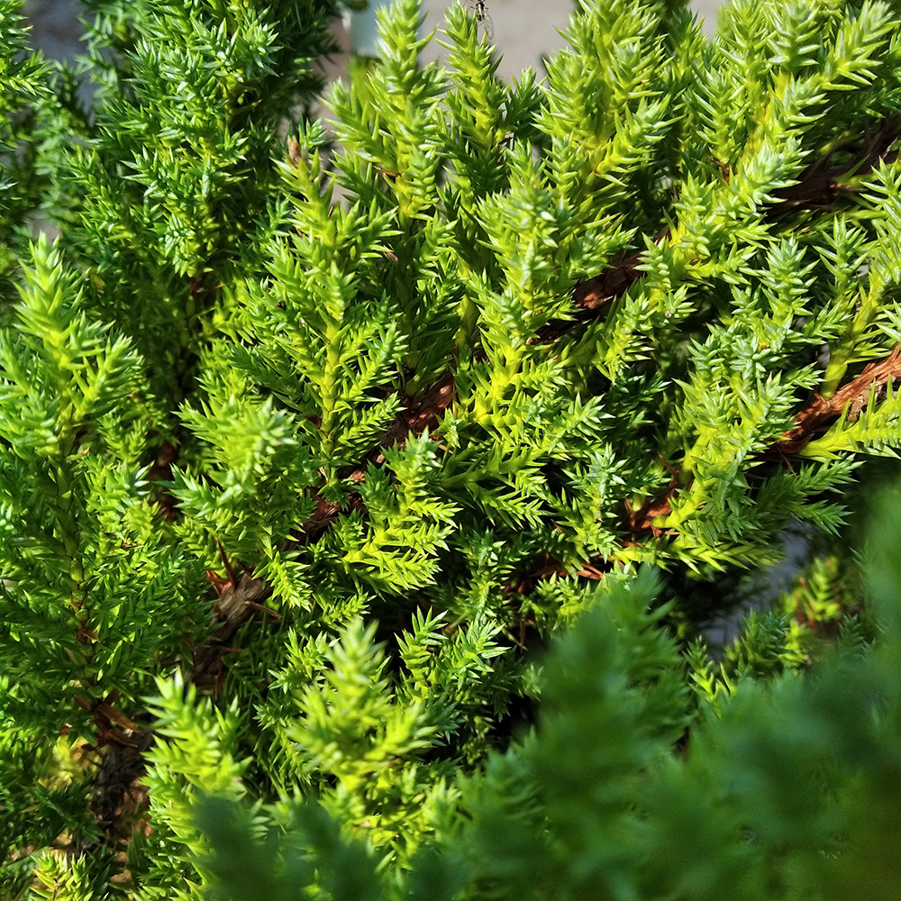 Можжевельник средний Блу Чиффон С5 (высота 25-30см) 1шт/Juniperus pfitzeriana Blue Chiffon