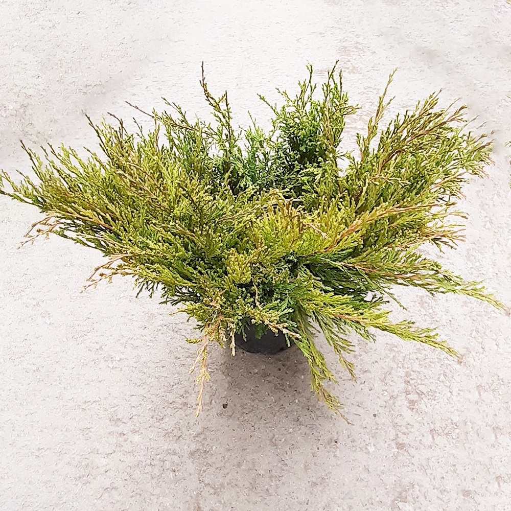 Можжевельник горизонтальный Андора Компакта С5 1шт /Andora Compacta