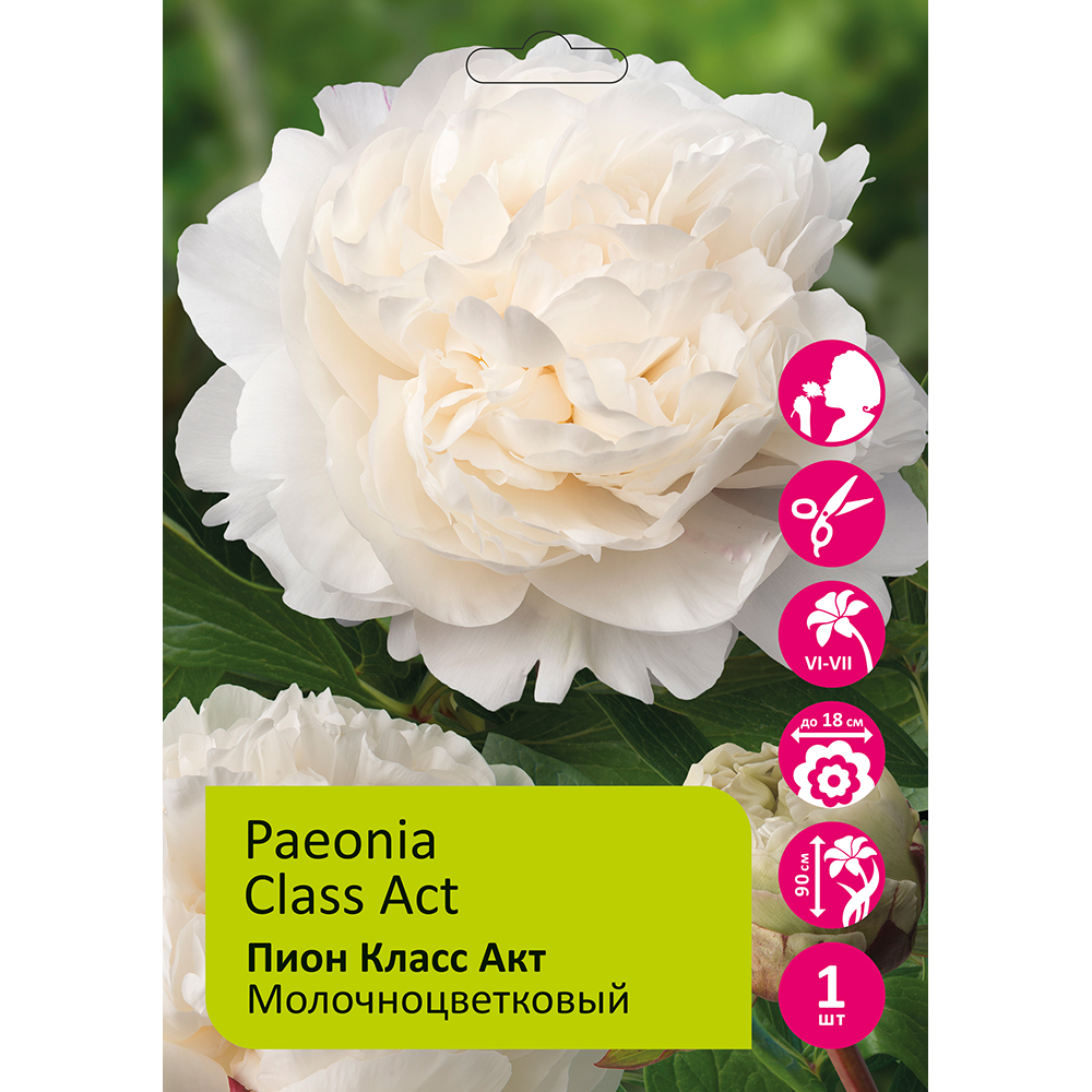 Пион молочноцветковый Класс Акт 1шт 2/3 / Class Act (Chu lei ba cui /Чу Лей Ба Цуй)