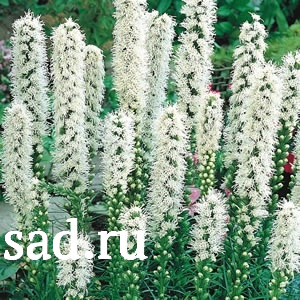 Лещина обыкновенная Олбзуми зе Халле С5 1шт / Corylus avellana Olbrzymi z Halle